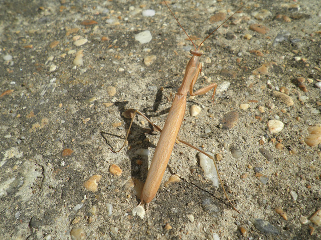 mantis religiosa