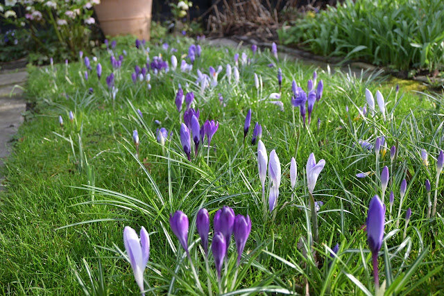 crocussus in gras