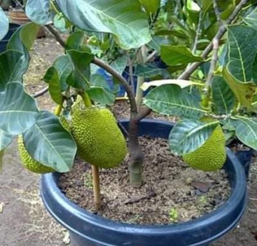 Nangka Sumatra Barat