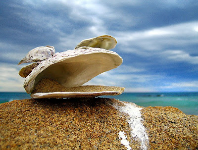 Fotografías de objetos varados en la playa (Washed Up)