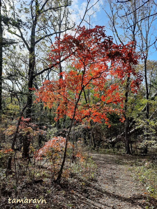 Клён ложнозибольдов (Acer pseudosieboldianum) с красными листьями