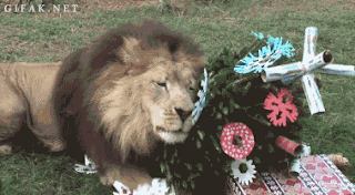 A lion rolling around with a Christmas tree with snowlfake ornaments.