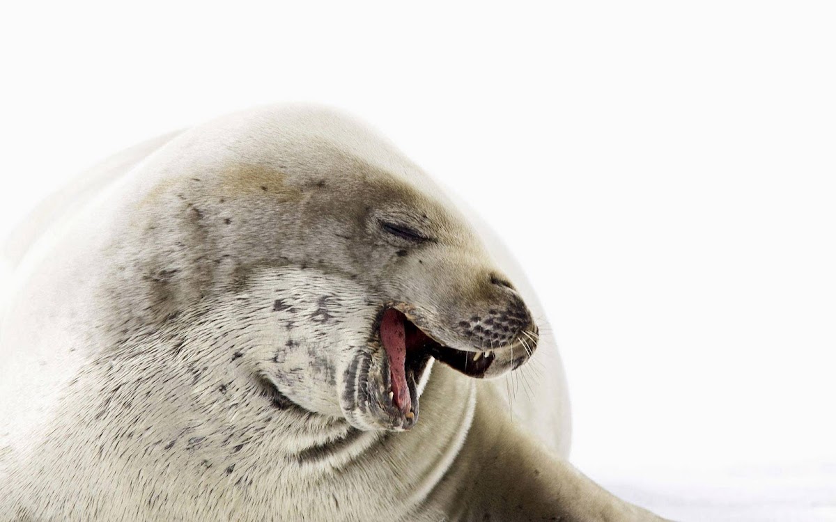 Happy Seal Widescreen wallpaper