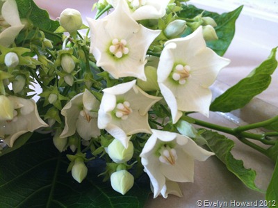 White flowers