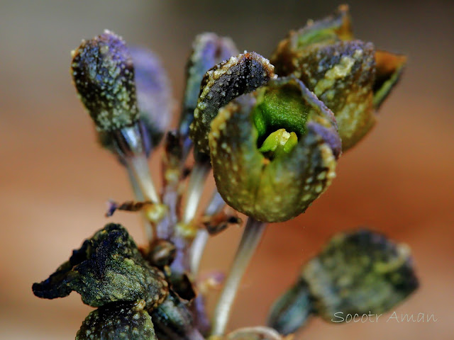 Gastrodia confusa