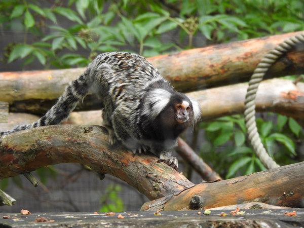 tangen dyrepark