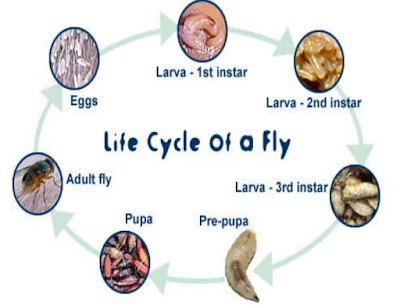 siklus-hidup-larva-pupa-lalat
