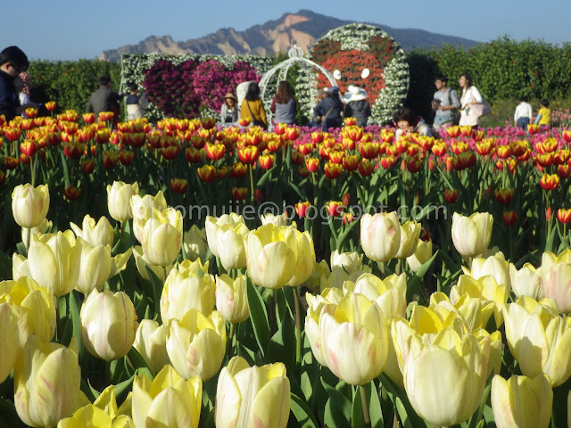 Zhongshe flower market taichung tulips