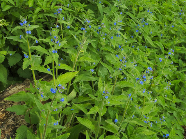 Luxuriant growth of green alkanet growing over a log
