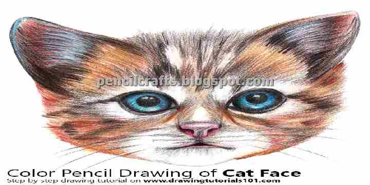 Cat Pencil Drawings Sketches and Ideas