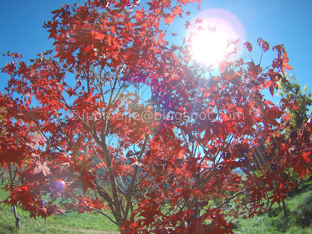 Wuling Farm maple autumn foliage