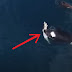 Orcas amenazan con extinguir Tiburones Blancos 