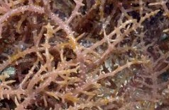 Rumput laut Eucheuma spinosum