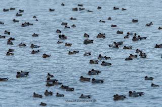 Wildlifefotografie Naturfotografie Lippeaue Olaf Kerber