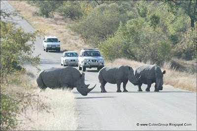 African Safari