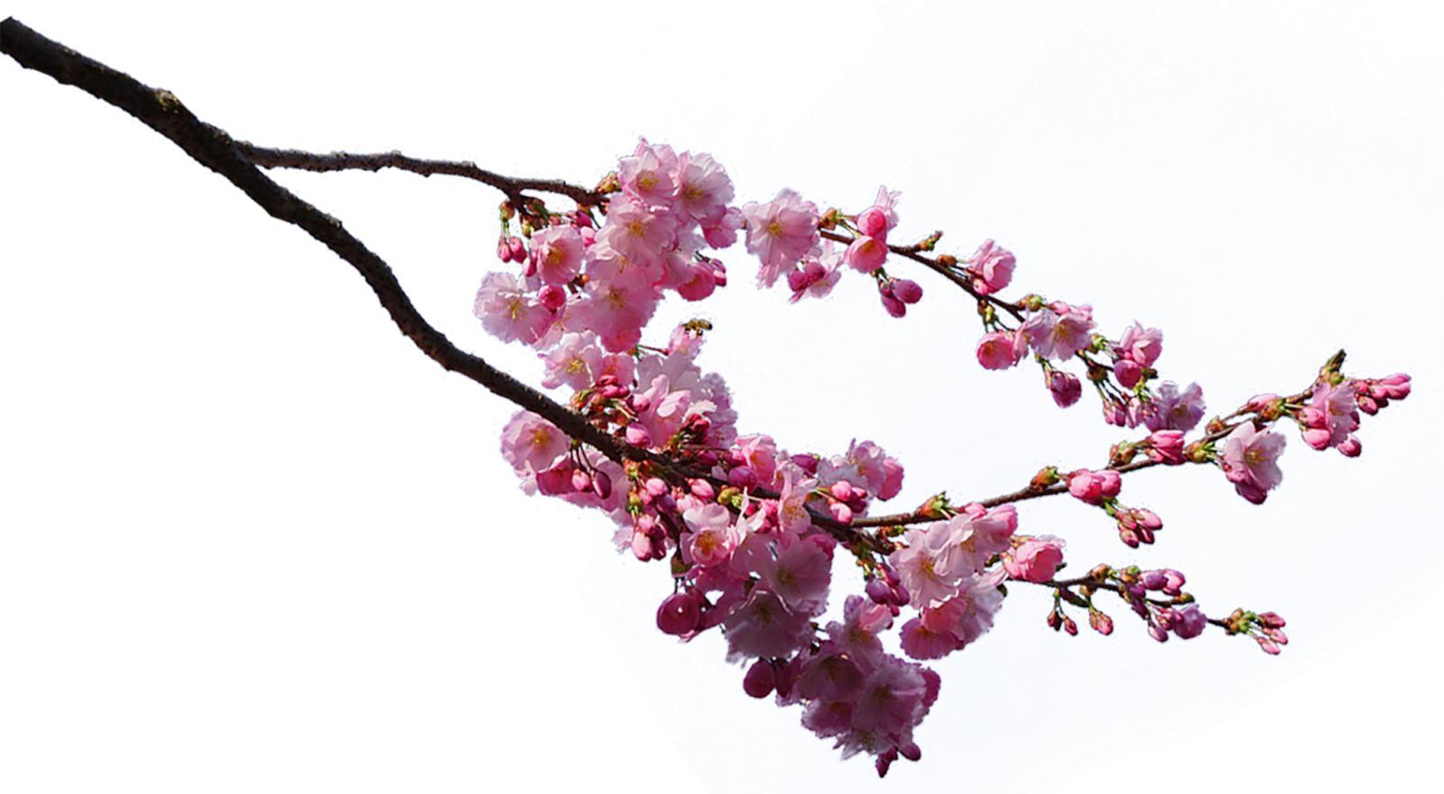  Gambar  PNG  Gambar  Bunga  Sakura 