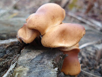 Flammulina elastica