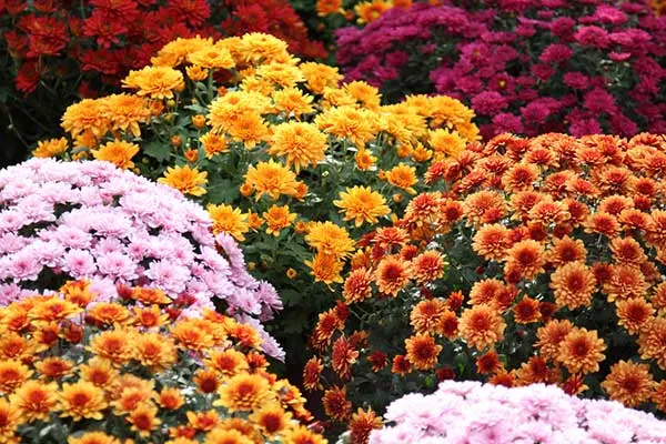 Dicas e cuidados sobre o Crisântemo ou Chrysanthemum