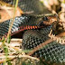 COBRA SUPERVENENOSA É ACHADA EM BOMBINHA DE ASMA DE CRIANÇA