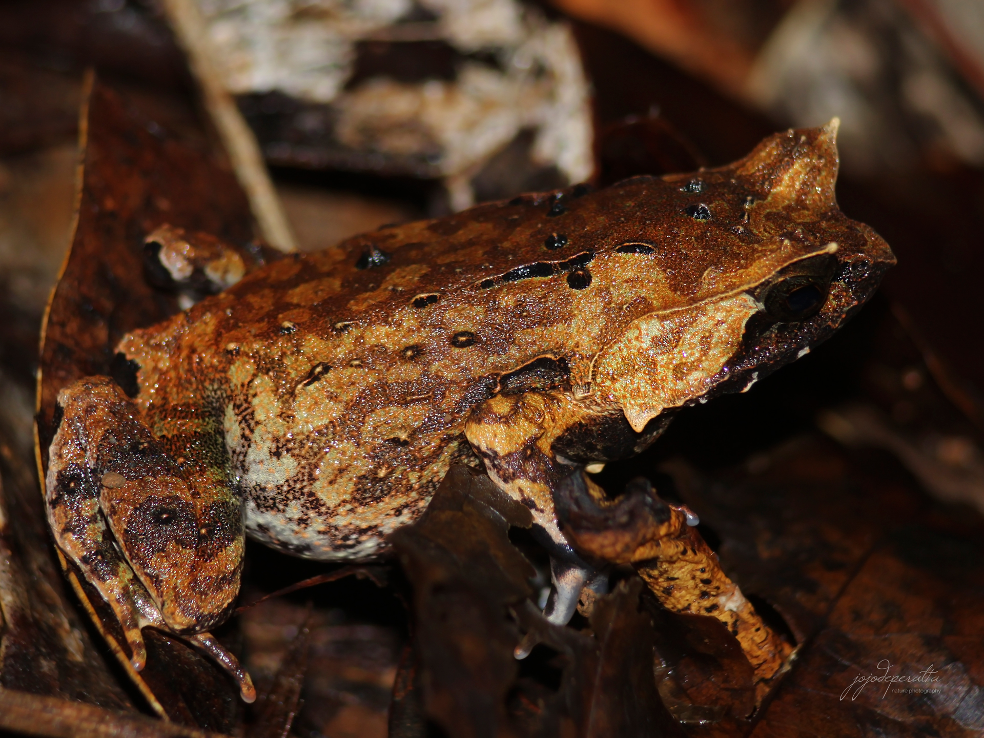 Palawan Horned Frog Pelobatrachus ligayae photo by Jojo De Peralta