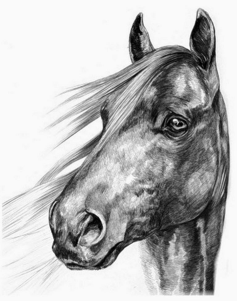 caballos-dibujos-a-lapiz