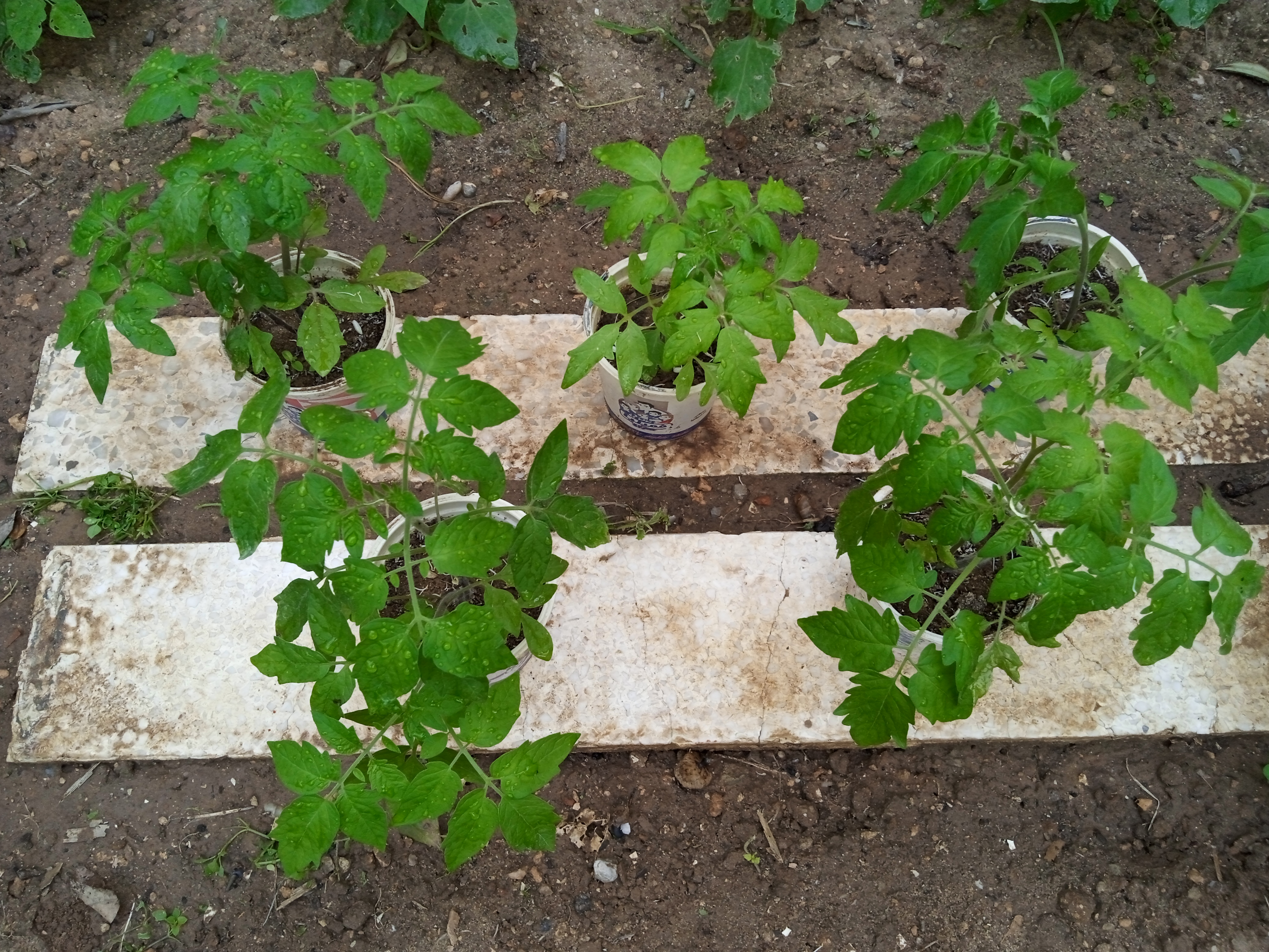 ‘Hardening off’ is the vital process of getting your tomato seedlings ready for transplanting outdoors. Just follow these simple instructions in order to give your tomato seedlings the best chance of success!