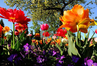 gambar-bunga-tulip-di-taman