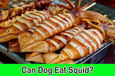 Can dogs eat squid, dog squid, squid dog, squid oil for dogs
