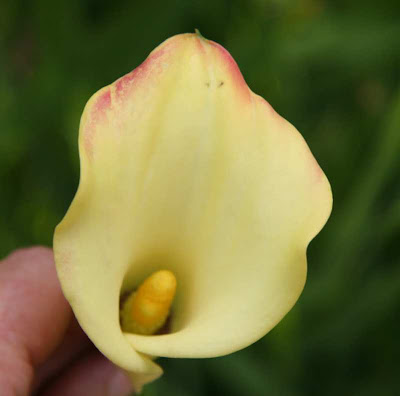 Calla Selina photo