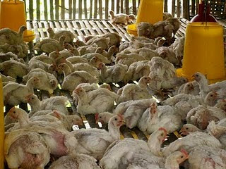 http://mydetik.blogspot.com/2011/08/budidaya-ayam-pedaging-broiler.html