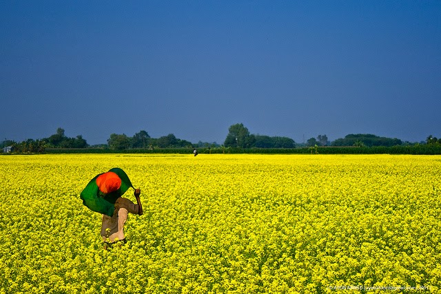 Bangladesh Natural Picture 