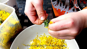 little boy plucking dandelion flower heads for dandelion syrup 