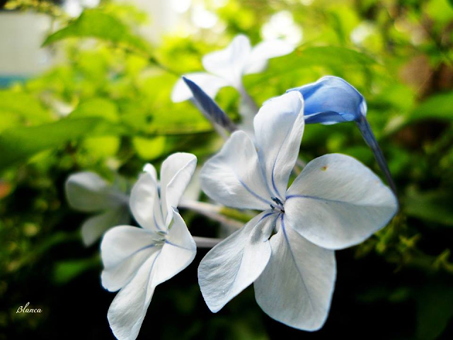 Plumbago | Fotografía | Flores 