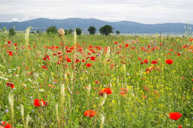 Campos de Aragón - Rosa Romero