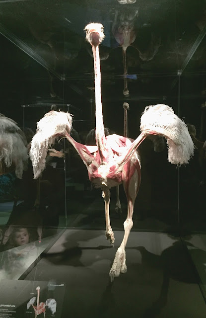 Animal Inside Out Ostrich at Centre Life Newcastle UK