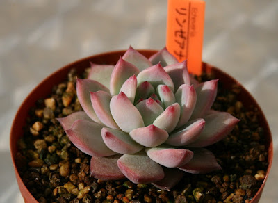 Echeveria colorata - Colored Echeveria care and culture