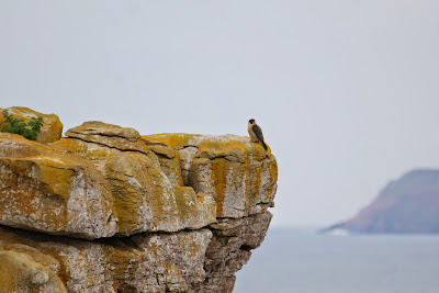 Noardske Falk - Slechtvalk - Falco peregrinus