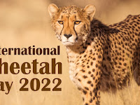 International Cheetah Day - 04 December.