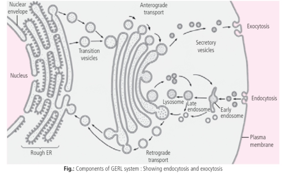 The endoplasmic reticulum, lysosomal complex