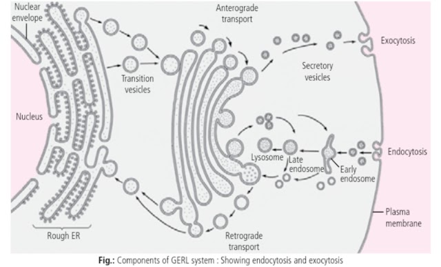 The endoplasmic reticulum-lysosomal complex-neet