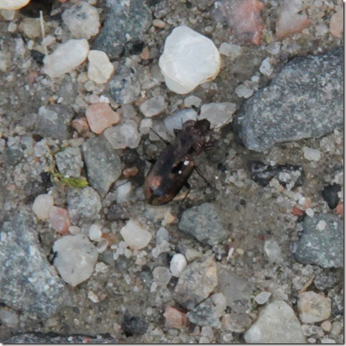 40 Notiophilus sp 1