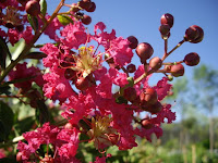 jardines plantas jardin fuentes jardines