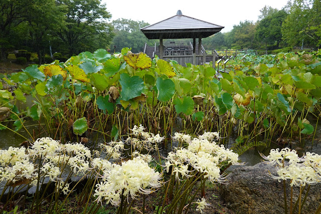 鳥取県米子市淀江町福岡　伯耆古代の丘公園　古代ハスの園