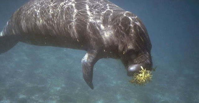 Manatees 