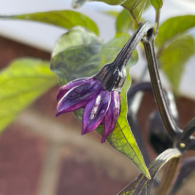 Chilli plant - 'Hungarian Black'