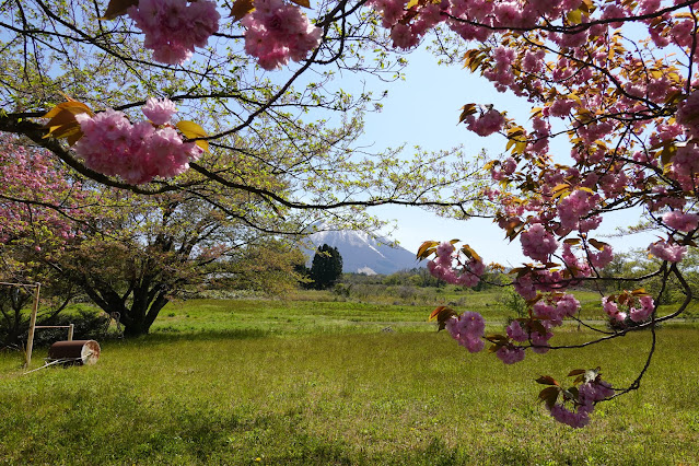 きしもと山の手通り　桜公園　ヤエザクラ（八重桜）