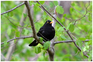 Kos zwyczajny (Turdus merula) samiec kosa