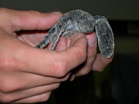 Baby Turtles That Fit in the Palm of Your Hand Seen On www.coolpicturegallery.us