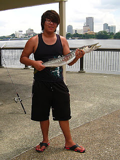 Yellowtail Barracuda [Sphyraena Flavicauda] also know as Saw Kun 沙君 [Hokkien] or Ikan Kacang [malay] weighing 3kg plus caught by Me at Woodland Jetty on 3rd June 2013 using live Five-spot Herring or Assam fish (local), Selangat (malay) on float.