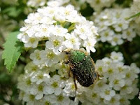 Spiraea cantoniensis & Cetonia pilifera